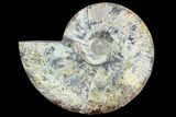 Cut Ammonite Fossil (Half) - Agatized #125571-1